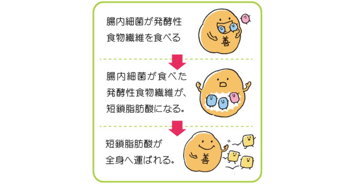 結論:腸活とは短鎖脂肪酸を増やすこと